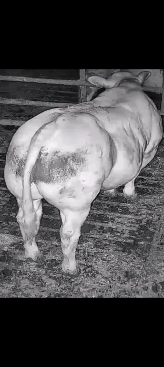 Pbr charolai bulls super 🔥 - Image 2