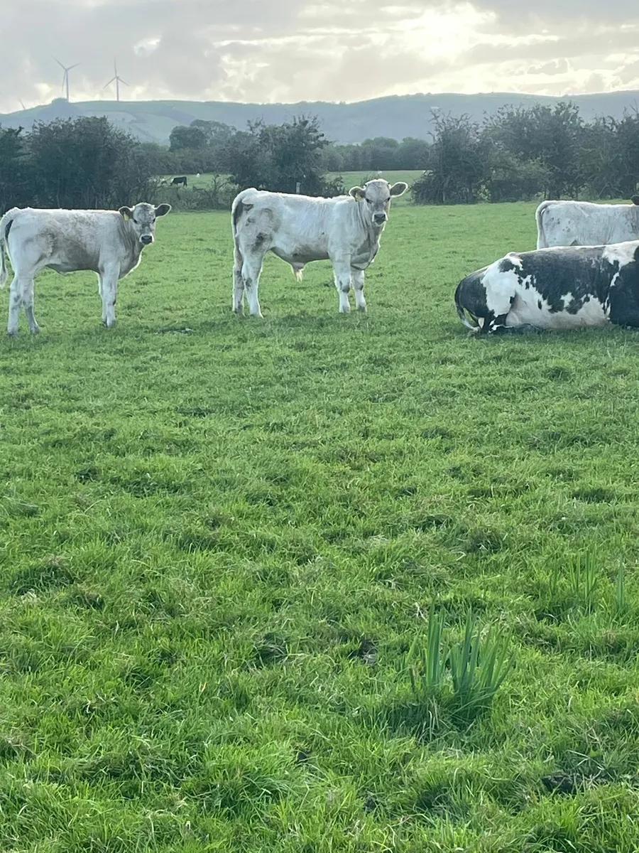 Cork Marts Corrin Thursday  big entry of Weanlings - Image 3