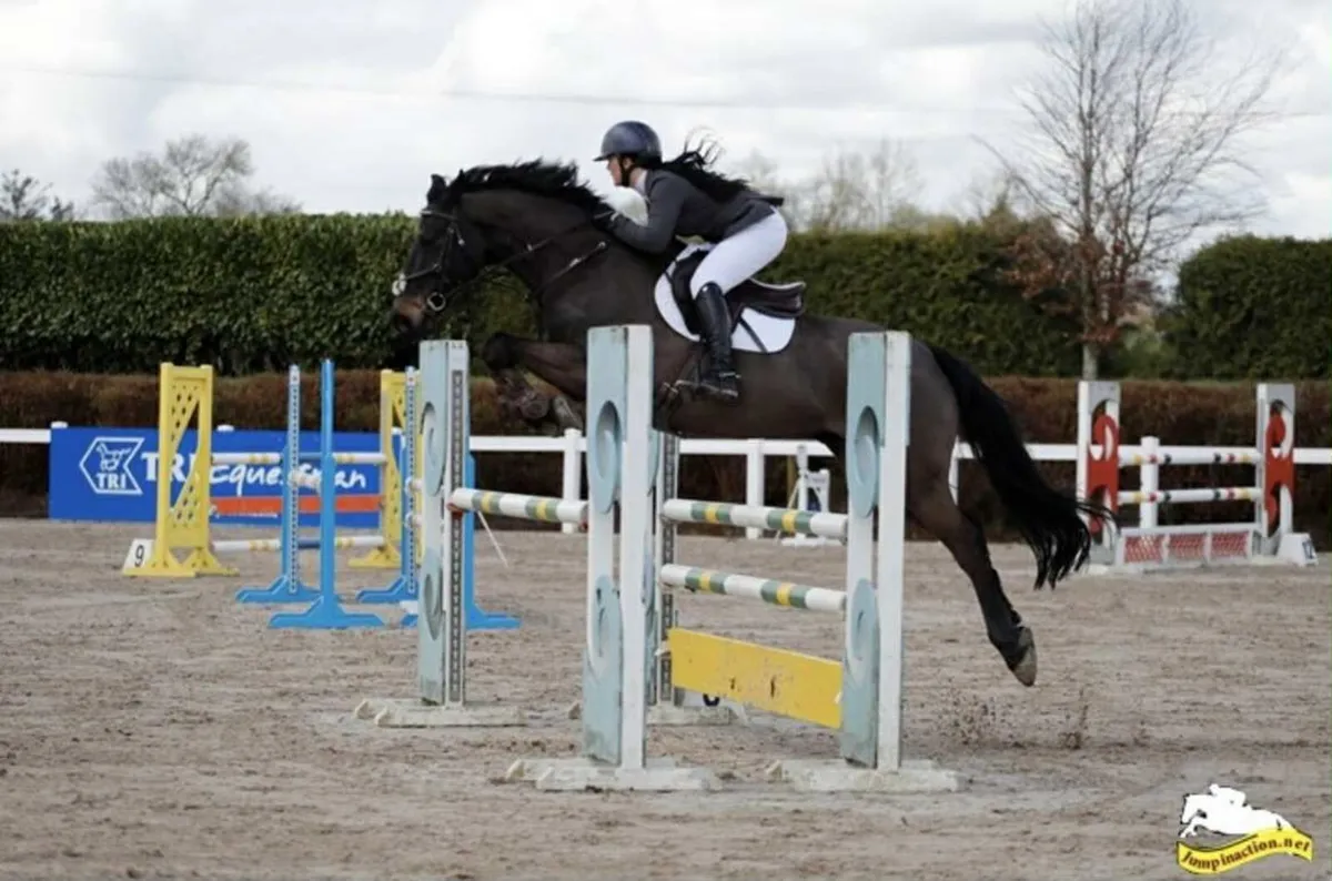 Jumping horse - Image 3
