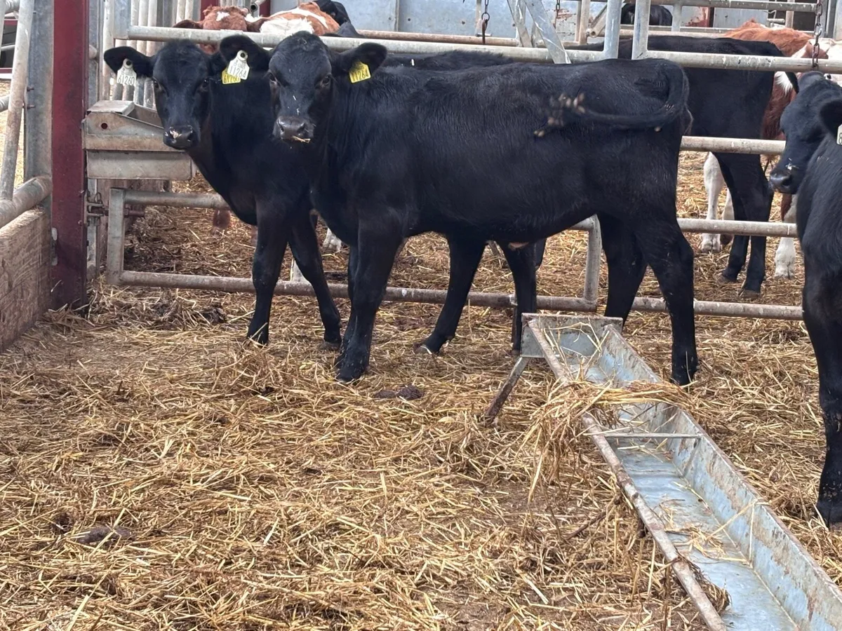 4 smashing angus heifer weanlings for sale - Image 2