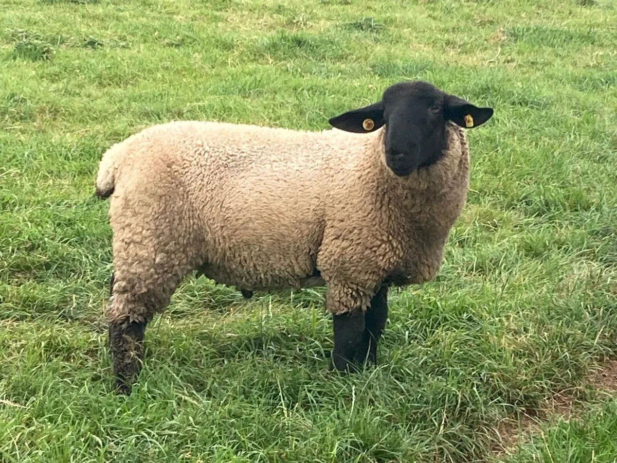 Suffolk Ram Lamb - Image 1