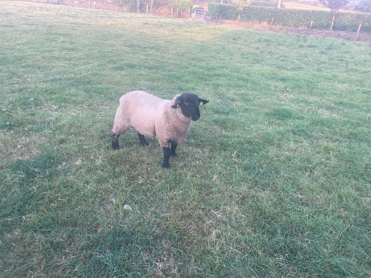 Suffolk Ram Lamb - Image 2