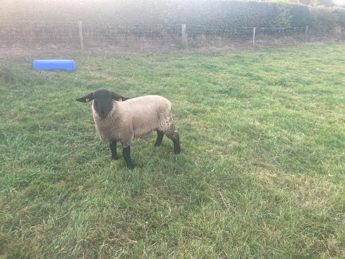 Suffolk Ram Lamb - Image 3