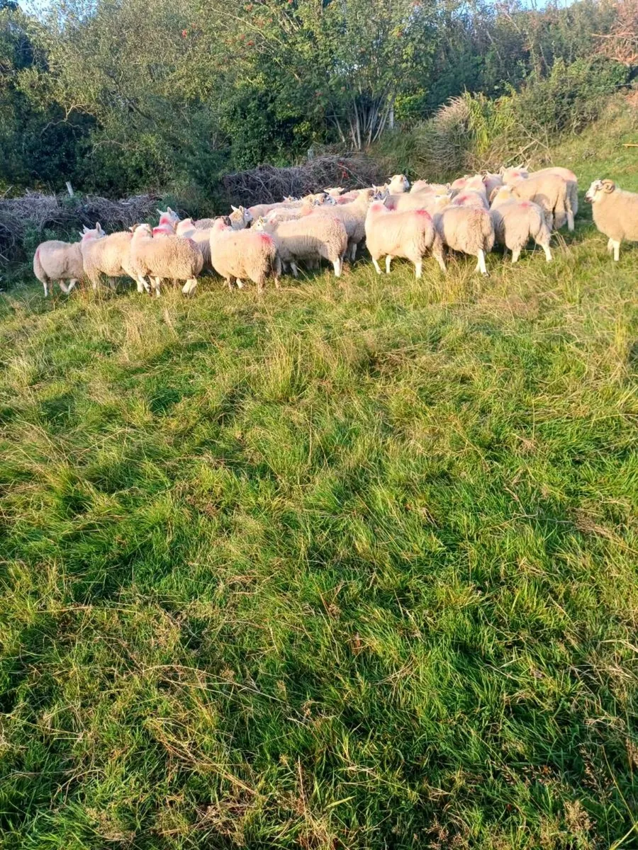 Sheep - Image 1