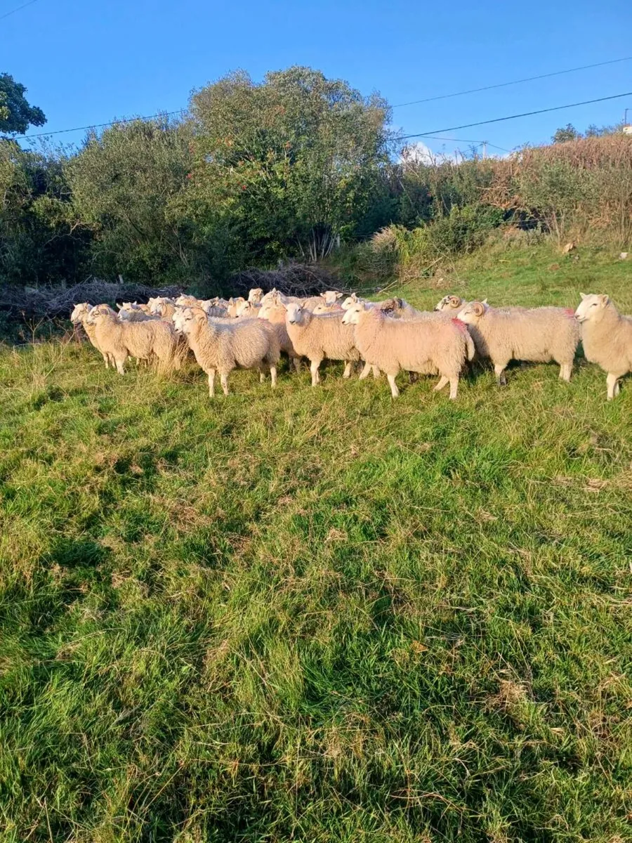 Sheep - Image 2