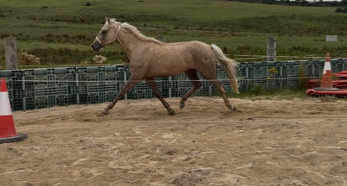 Gelding 4 year old - Image 2