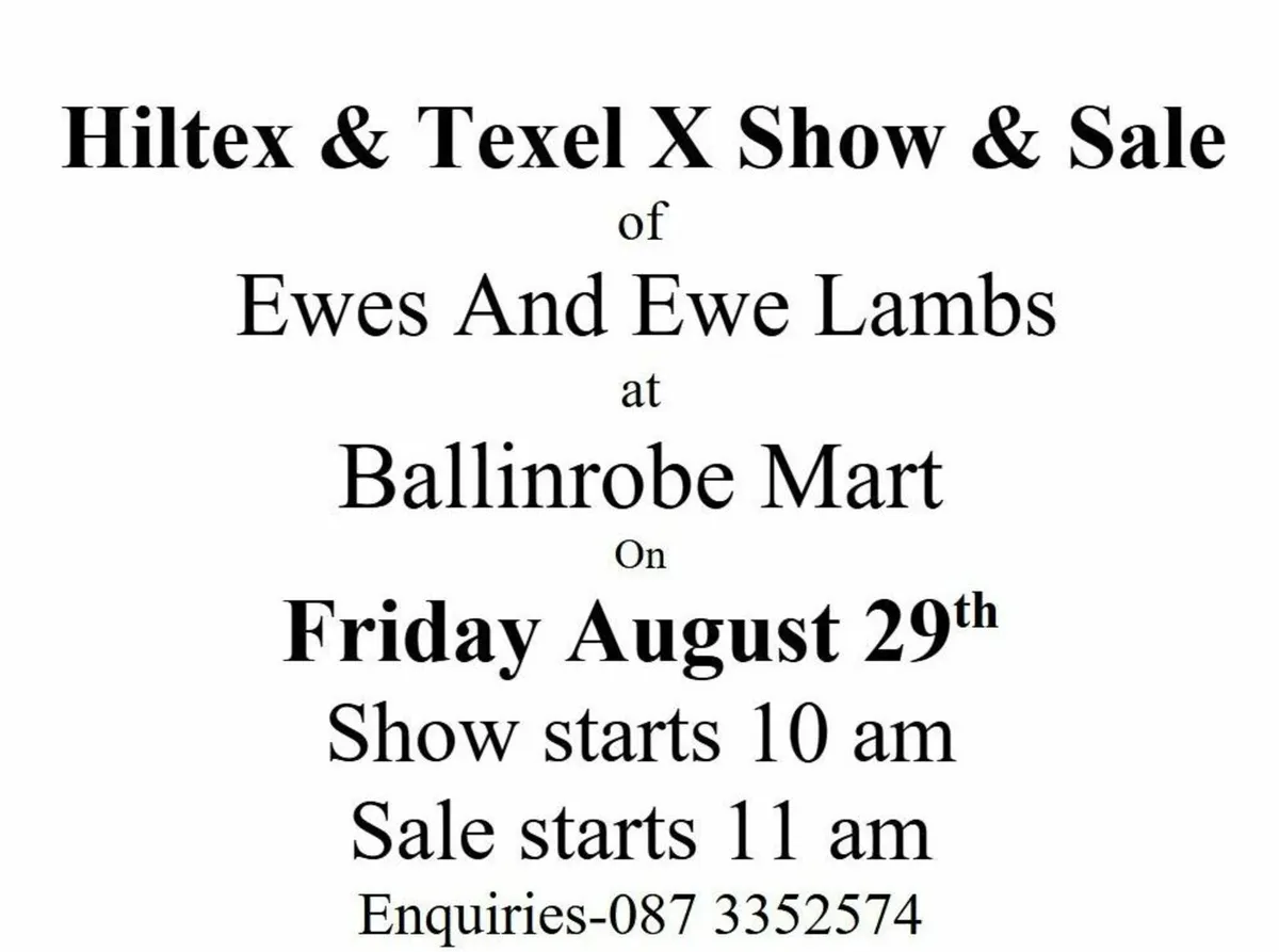 Hiltex & Texel X Ewes