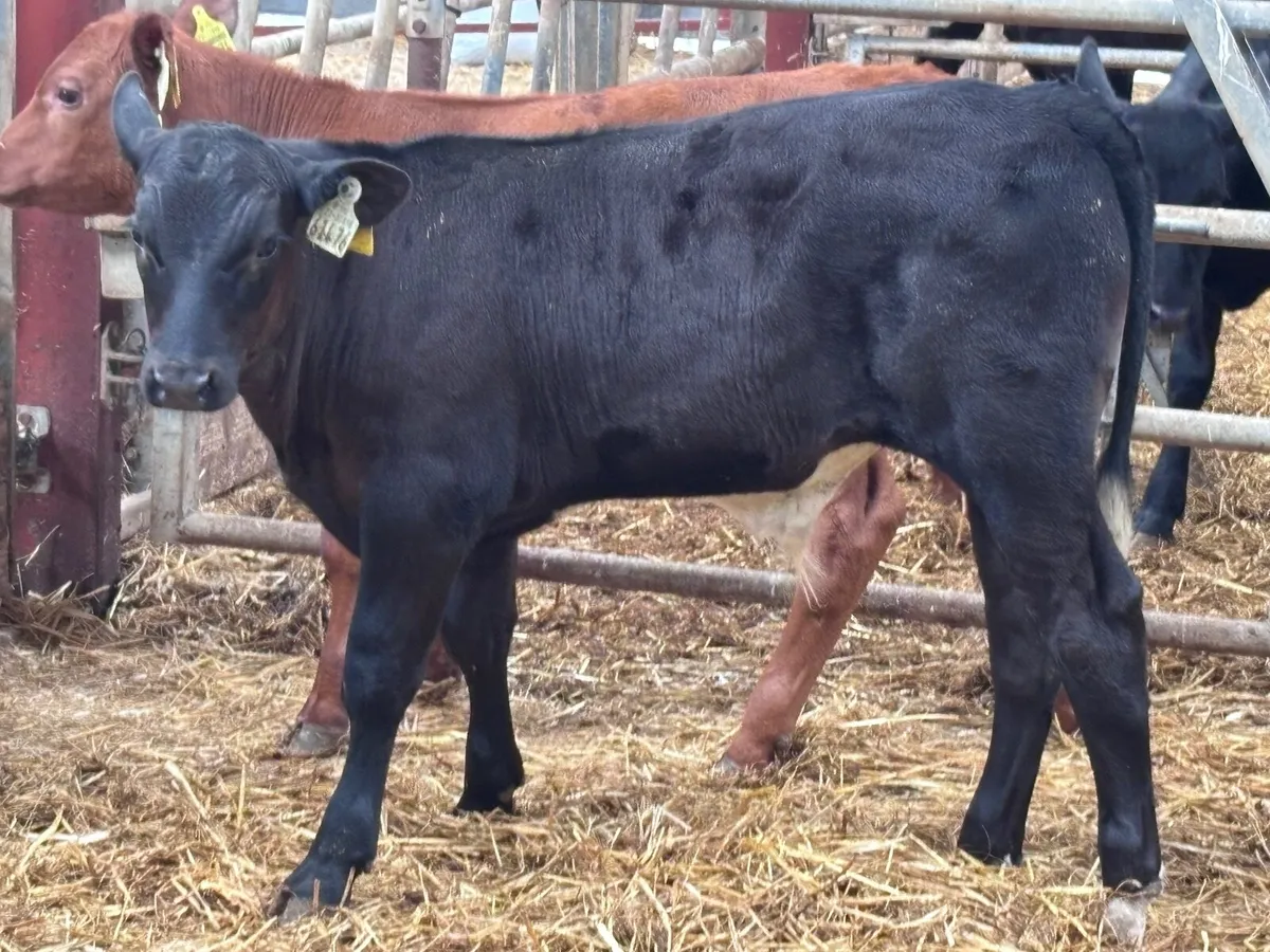 3  top quality weanling bulls for sale - Image 1