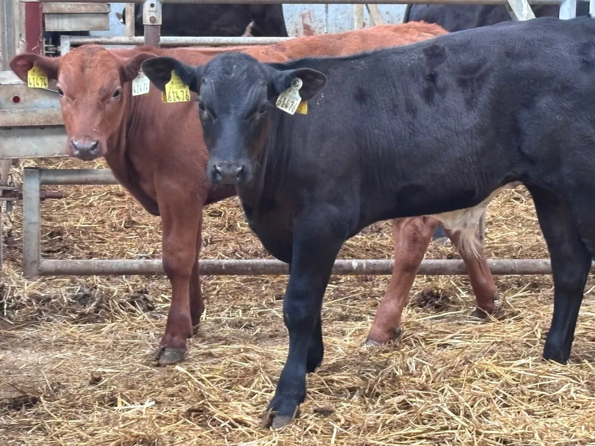 3  top quality weanling bulls for sale - Image 2