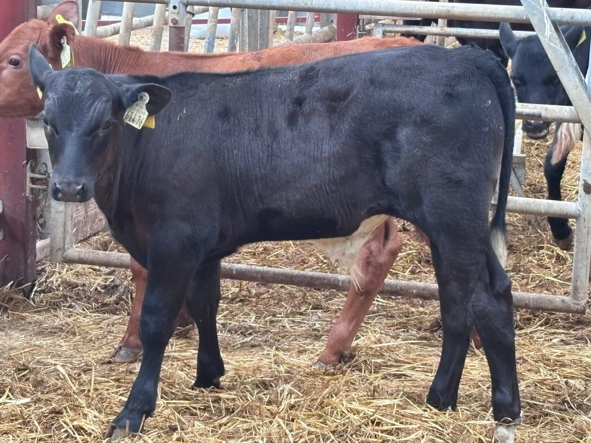 3  top quality weanling bulls for sale - Image 3