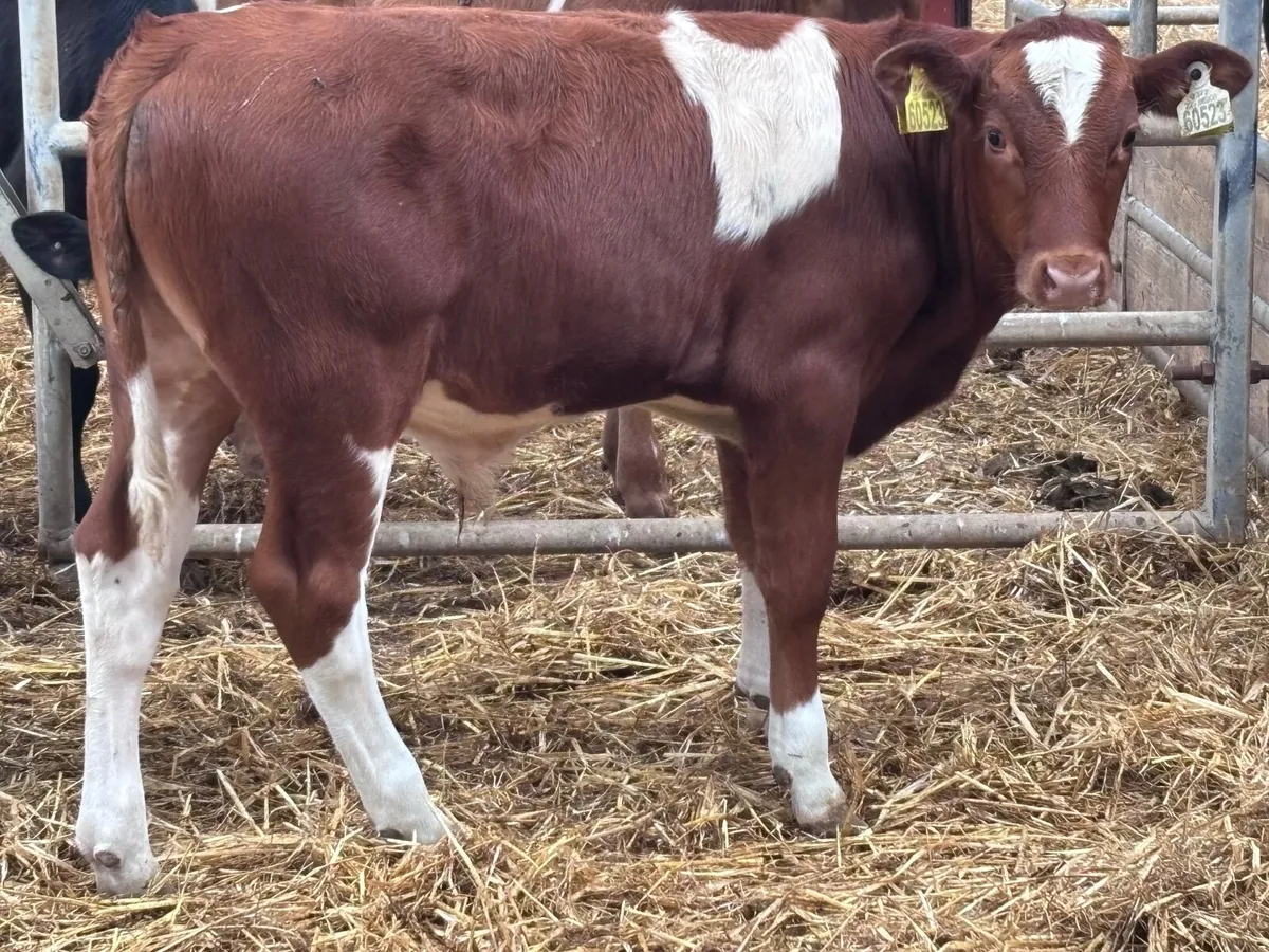 3  top quality weanling bulls for sale - Image 4