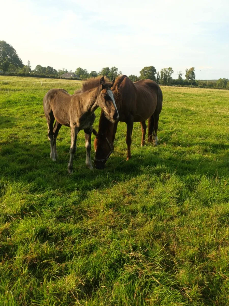 Horse and foal - Image 2