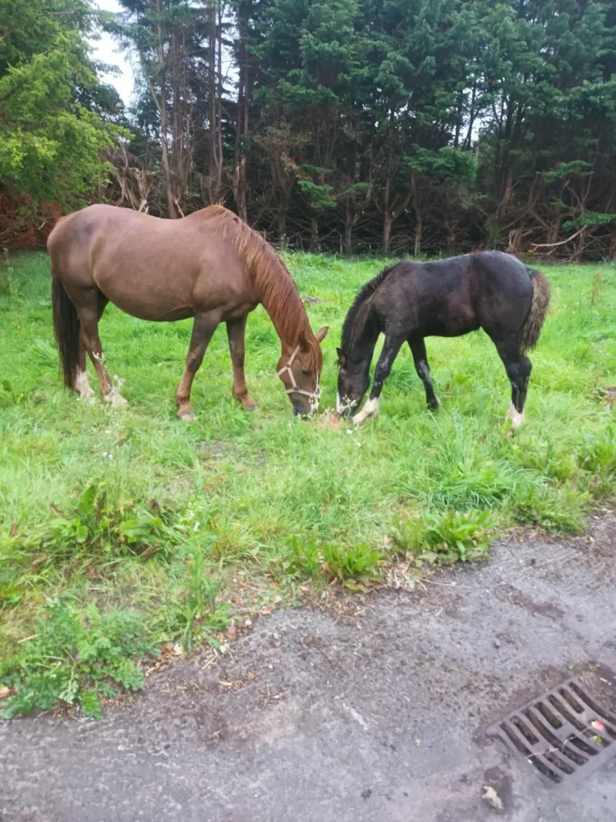 Horse and foal - Image 3