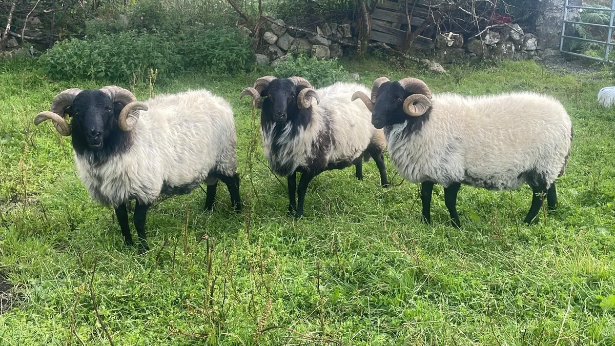 🔥Blackface hogget rams - Image 3