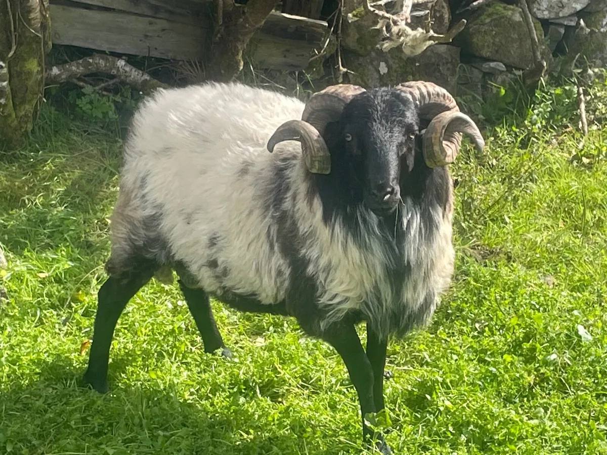 🔥Blackface hogget rams - Image 2
