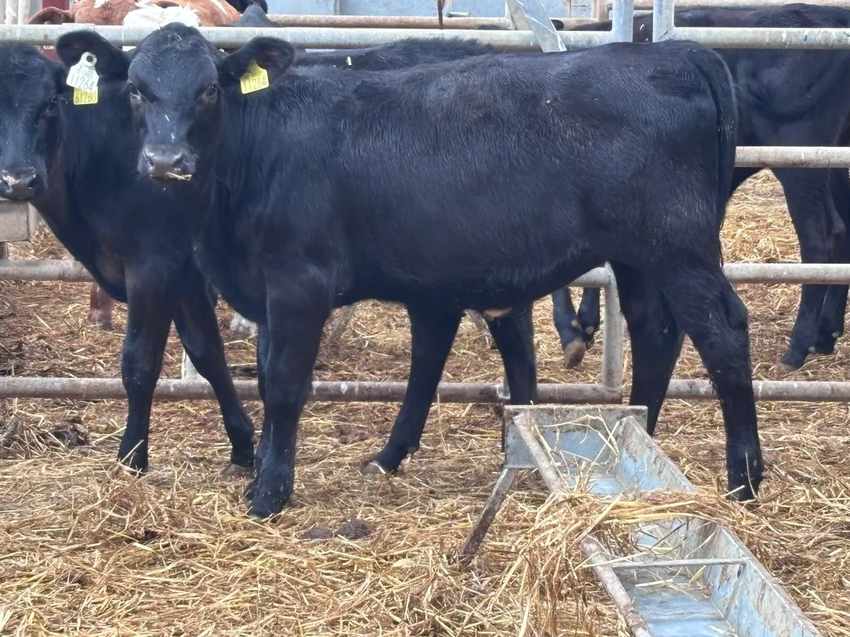 4 smashing angus heifer weanlings for sale - Image 3