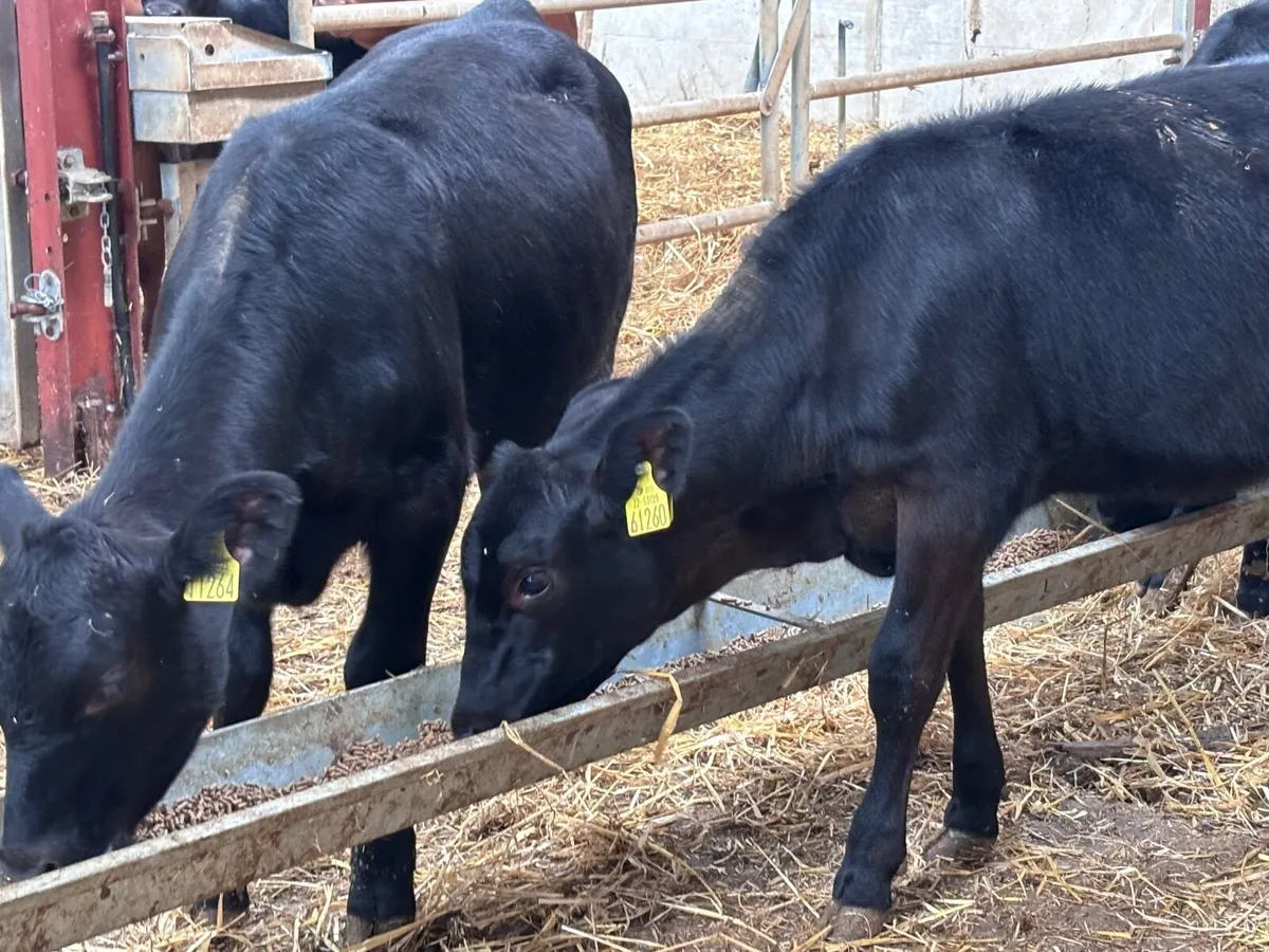 4 smashing angus heifer weanlings for sale - Image 4