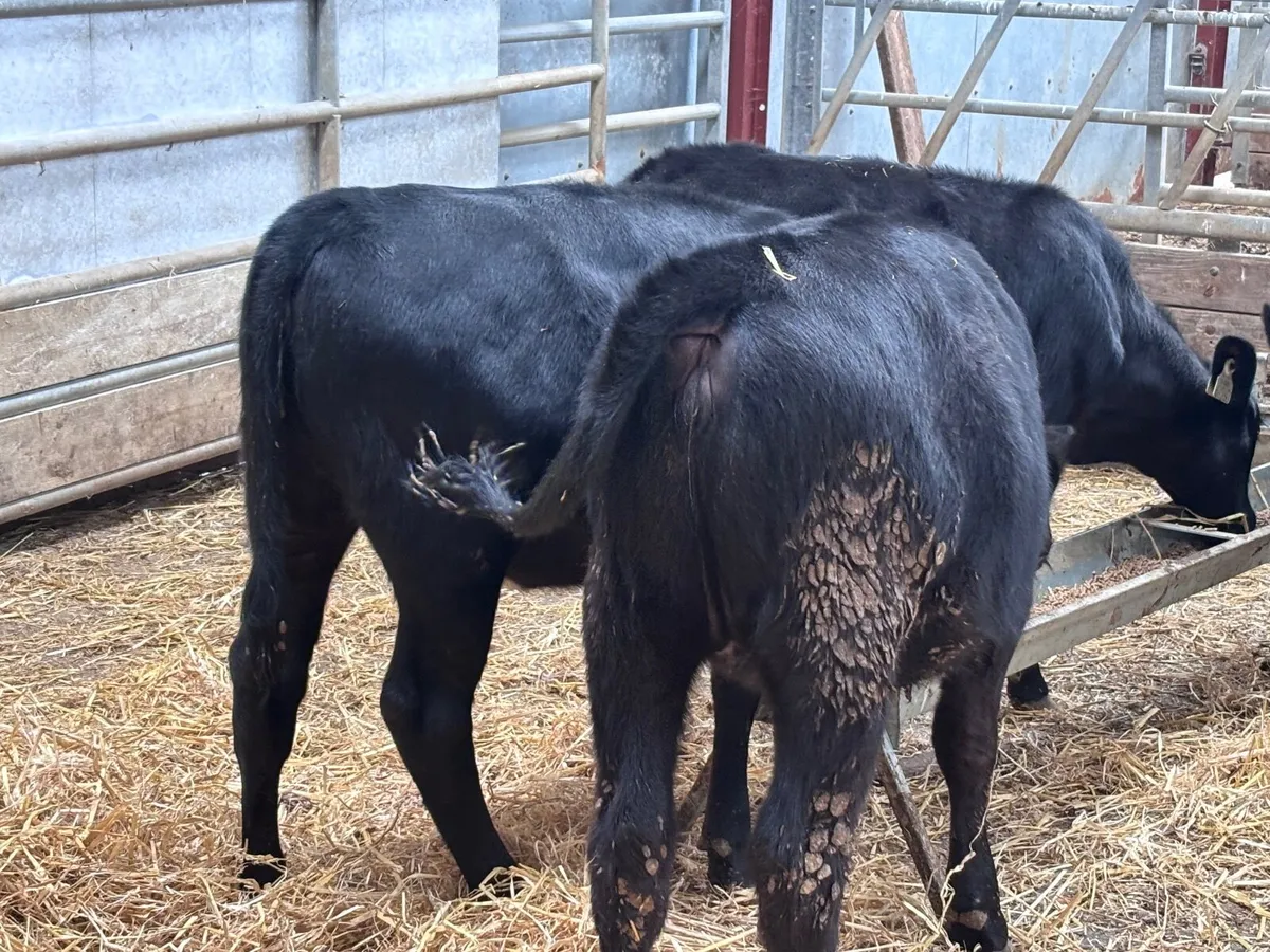 4 smashing angus heifer weanlings for sale - Image 1