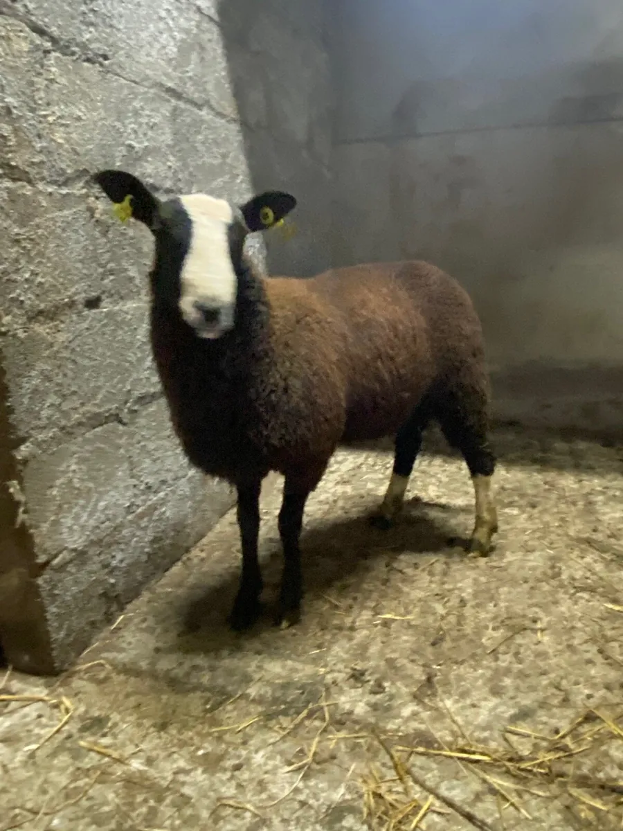Pbnr Zwartble ram lamb - Image 1
