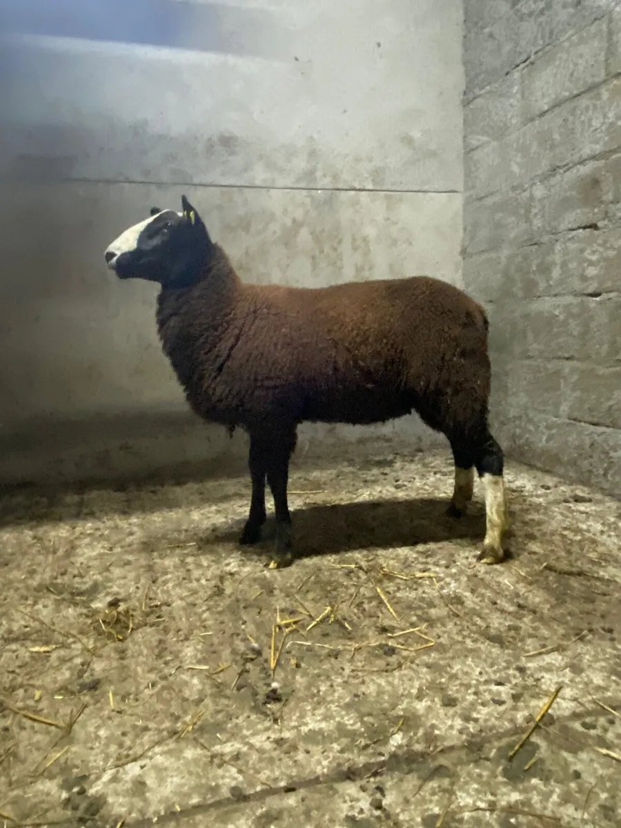 Pbnr Zwartble ram lamb - Image 2