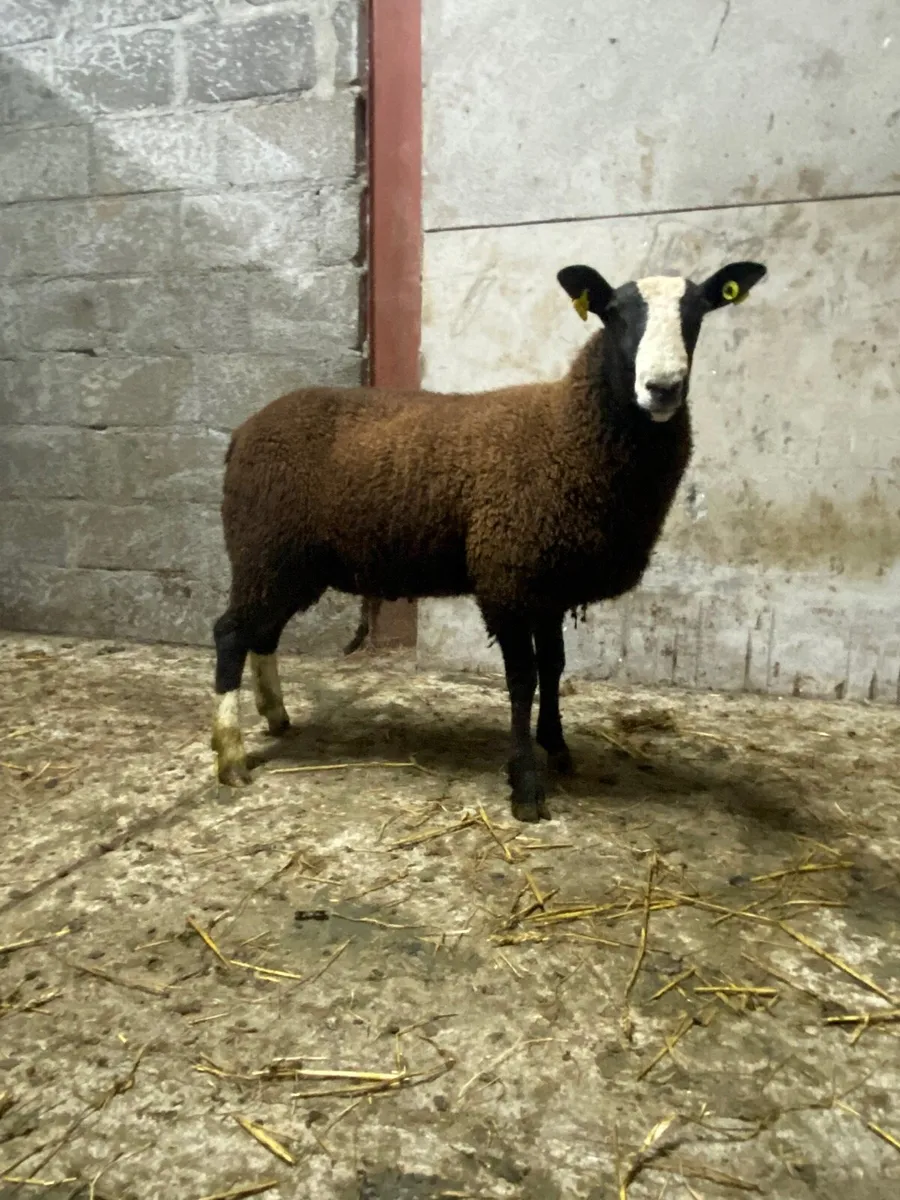 Pbnr Zwartble ram lamb - Image 3