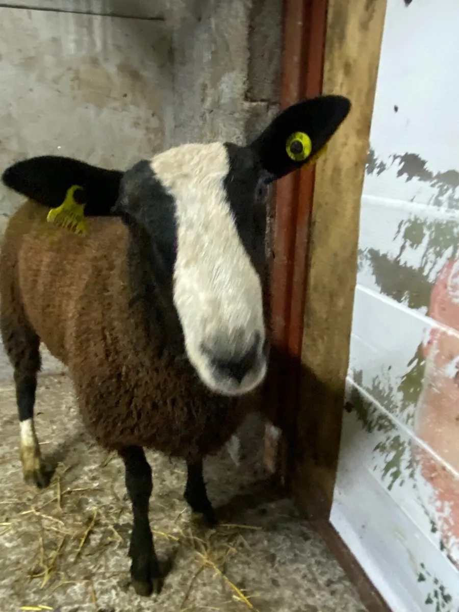 Pbnr Zwartble ram lamb - Image 4
