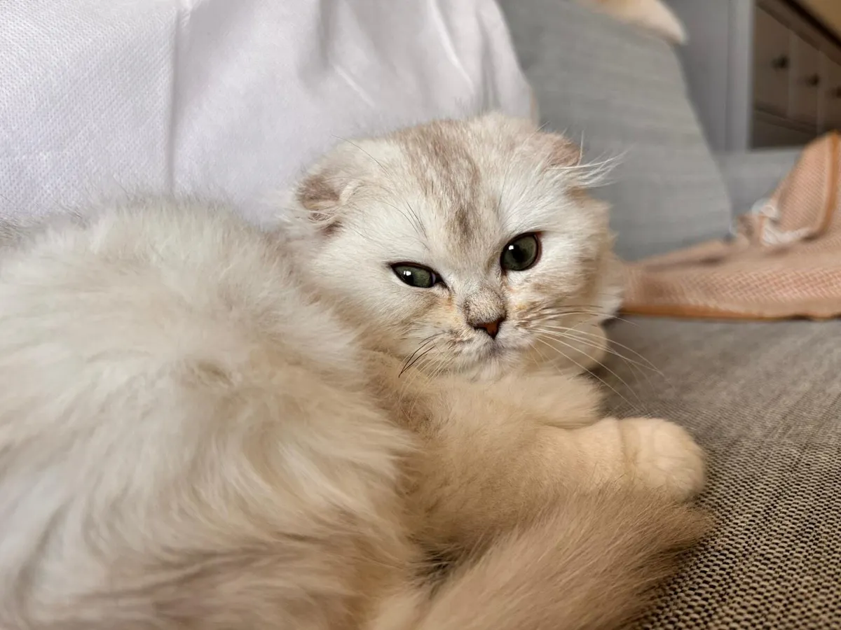 Scottish fold long hair - Image 1
