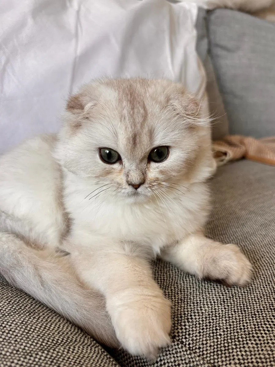 Scottish fold long hair - Image 2