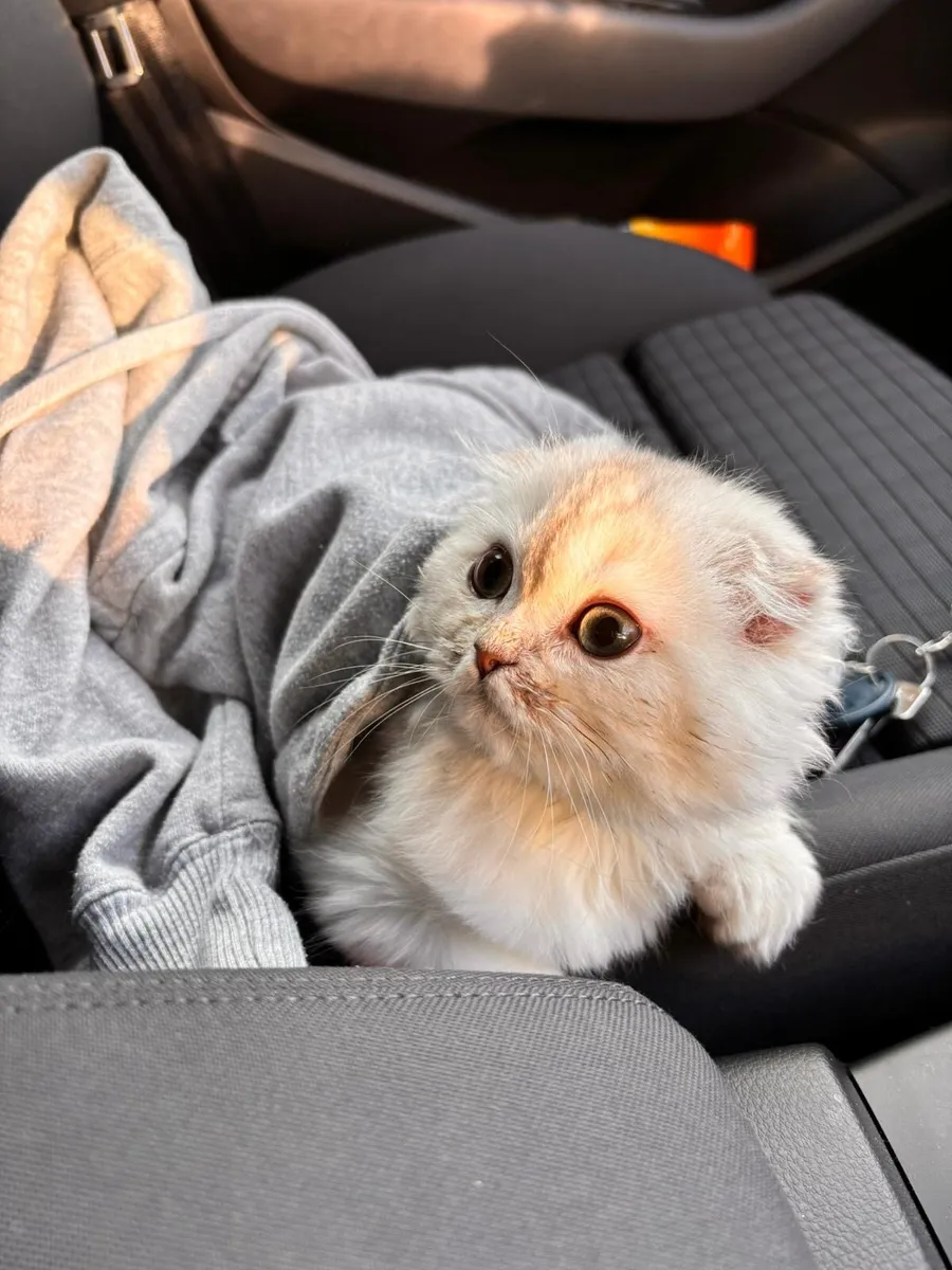 Scottish fold long hair - Image 3