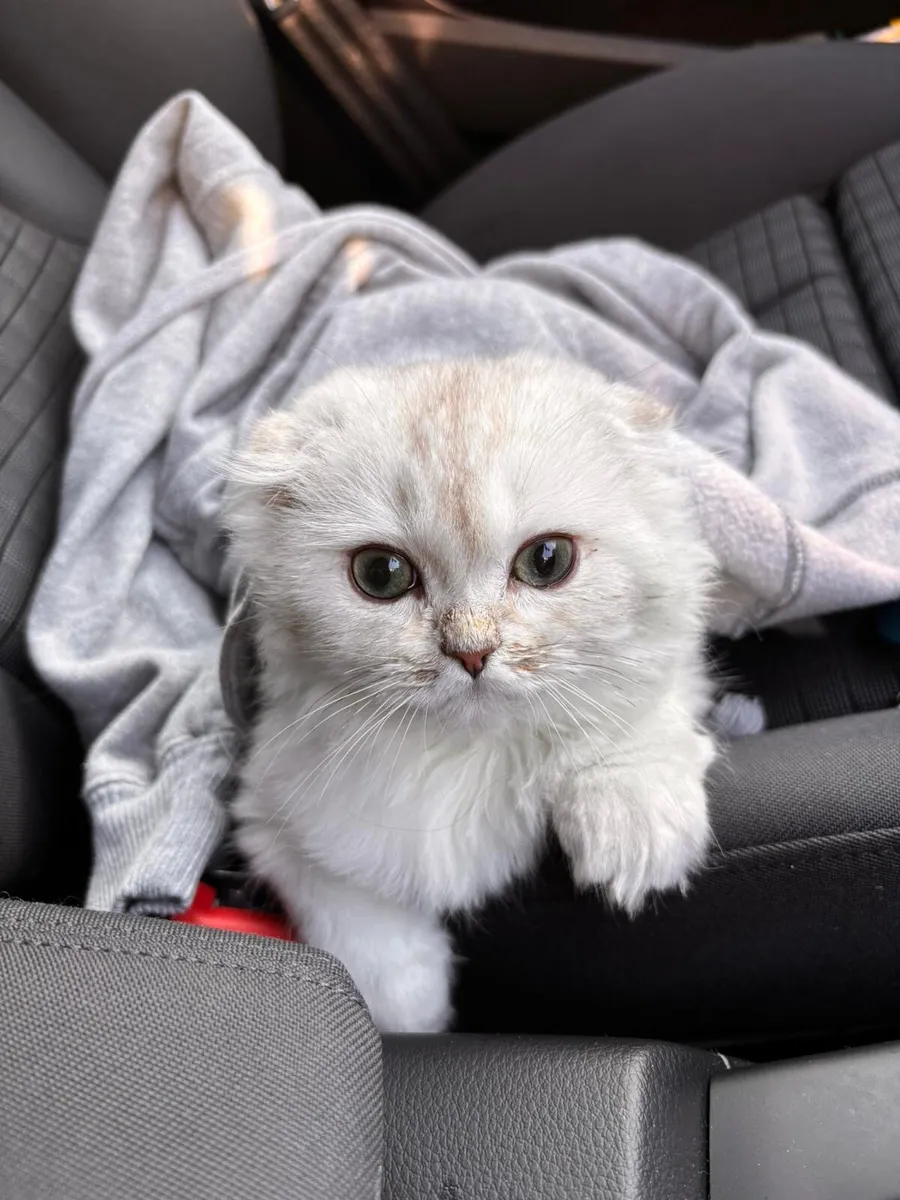Scottish fold long hair - Image 4