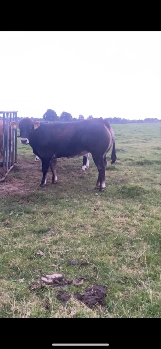 Heifer weanling - Image 1
