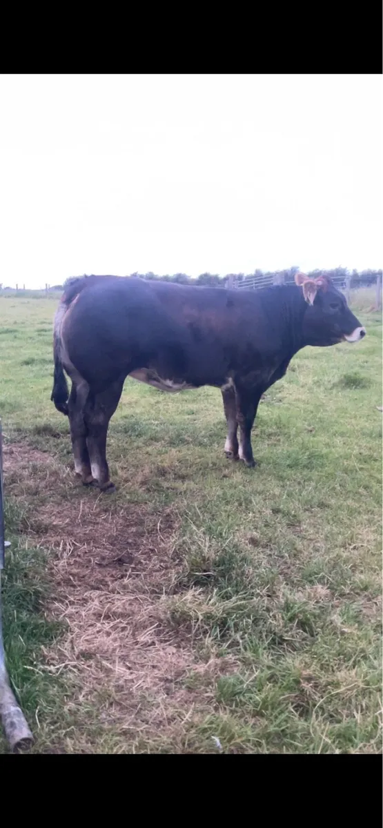 Heifer weanling - Image 2