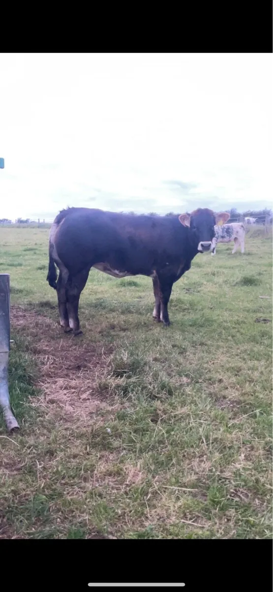 Heifer weanling - Image 3