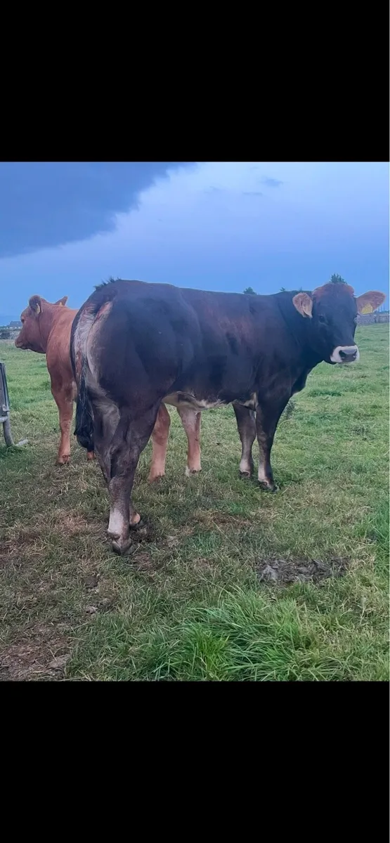 Heifer weanling - Image 4