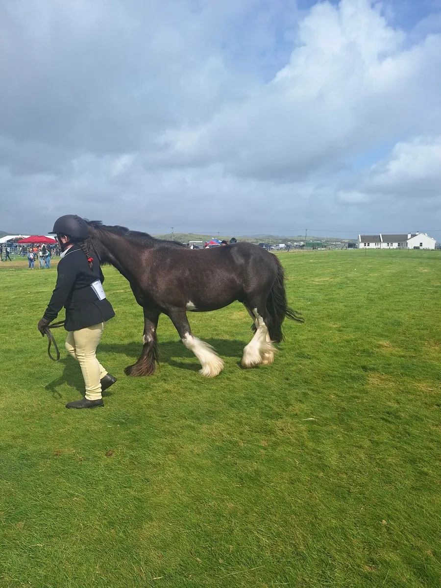 Horse - Image 3