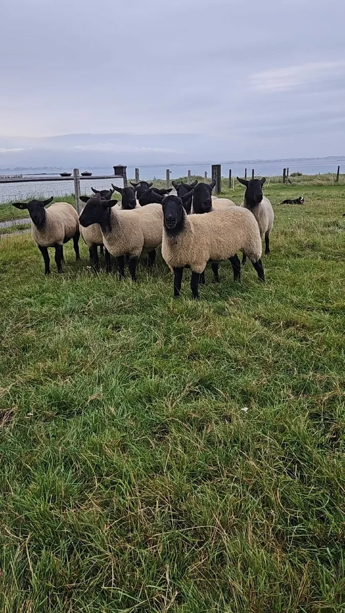 Hoggets - Image 4
