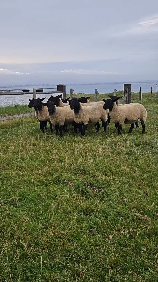 Hoggets - Image 3