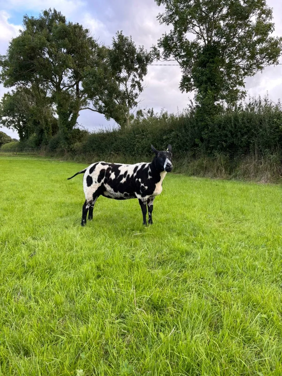 Dutch spotted - Image 1