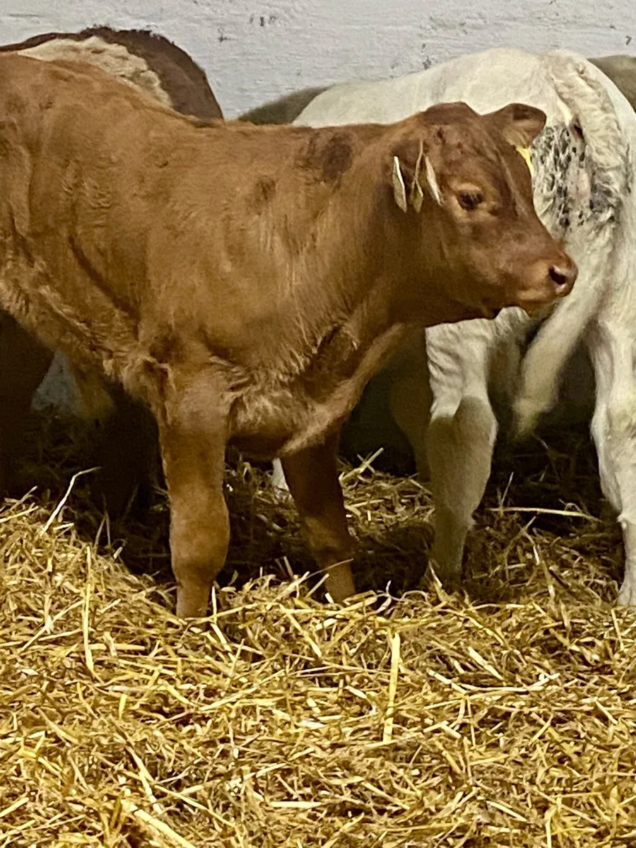 6 SERIOUS E AND U GRADE CONTINENTAL BULL RUNNERS - Image 1
