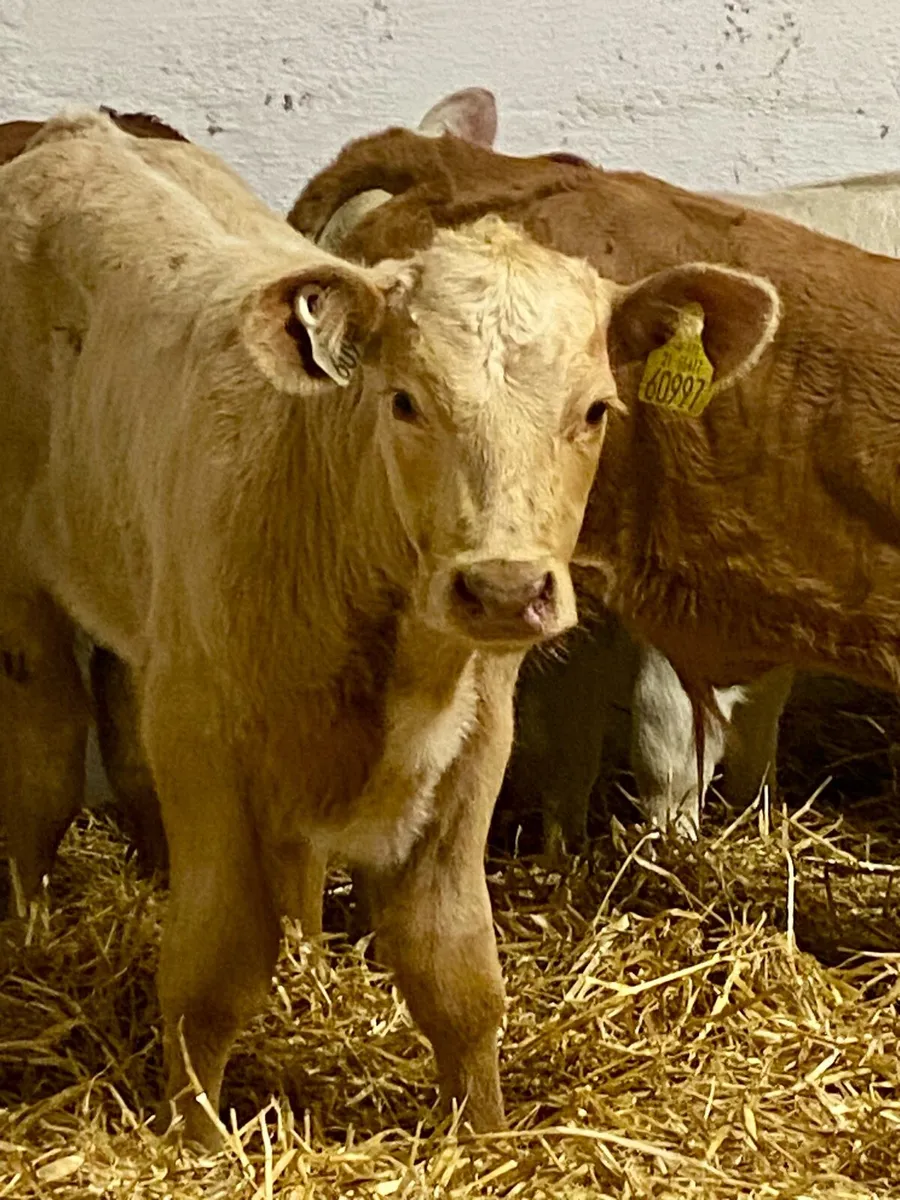 6 SERIOUS E AND U GRADE CONTINENTAL BULL RUNNERS - Image 2