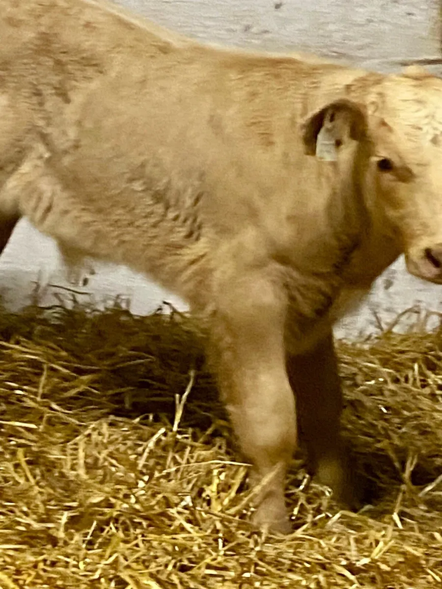 6 SERIOUS E AND U GRADE CONTINENTAL BULL RUNNERS - Image 3