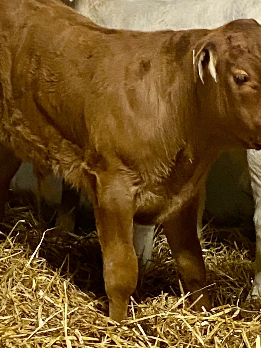 6 SERIOUS E AND U GRADE CONTINENTAL BULL RUNNERS - Image 4