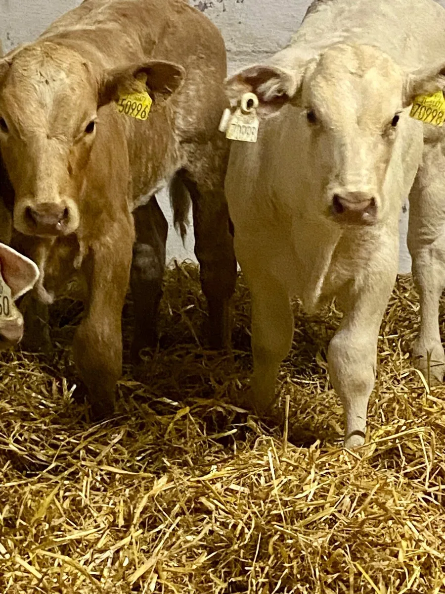 4 SERIOUS QUALITY U GRADE CH HEIFER RUNNERS - Image 1
