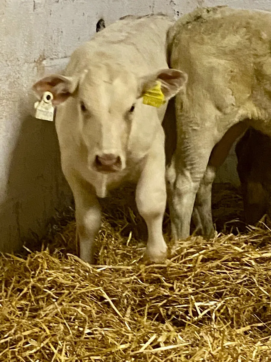 4 SERIOUS QUALITY U GRADE CH HEIFER RUNNERS - Image 2