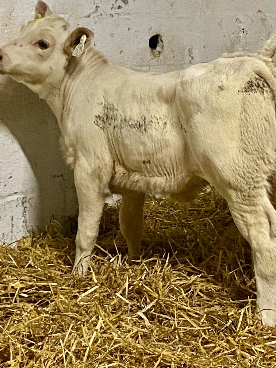 4 SERIOUS QUALITY U GRADE CH HEIFER RUNNERS - Image 3