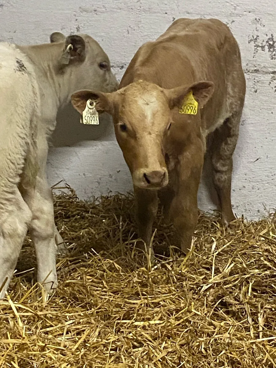 4 SERIOUS QUALITY U GRADE CH HEIFER RUNNERS - Image 4