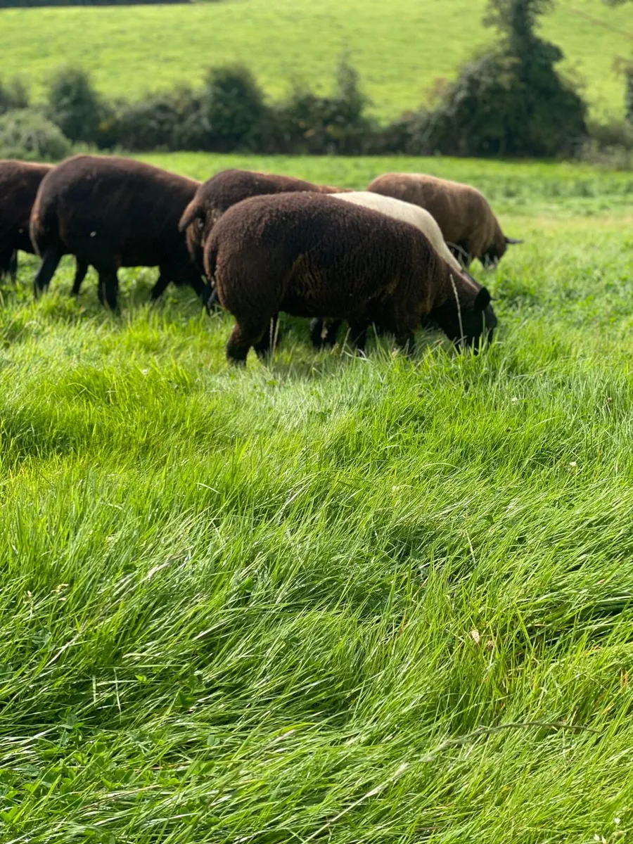Hoggets - Image 2