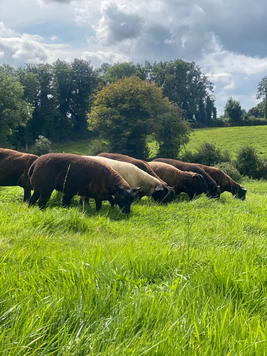 Hoggets - Image 1
