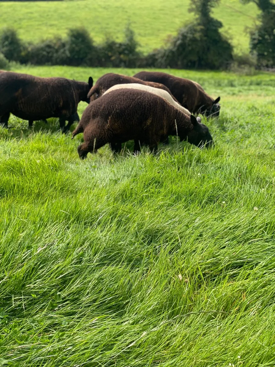 Hoggets - Image 3