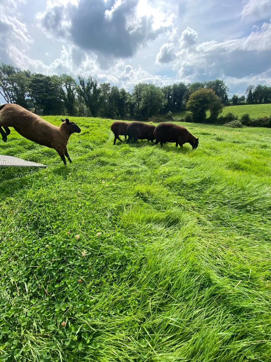 Ewe Hoggets €320 - Image 3